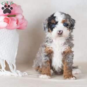 Lex, Mini Bernedoodle Puppy